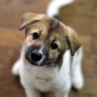 BichinhosFB profile